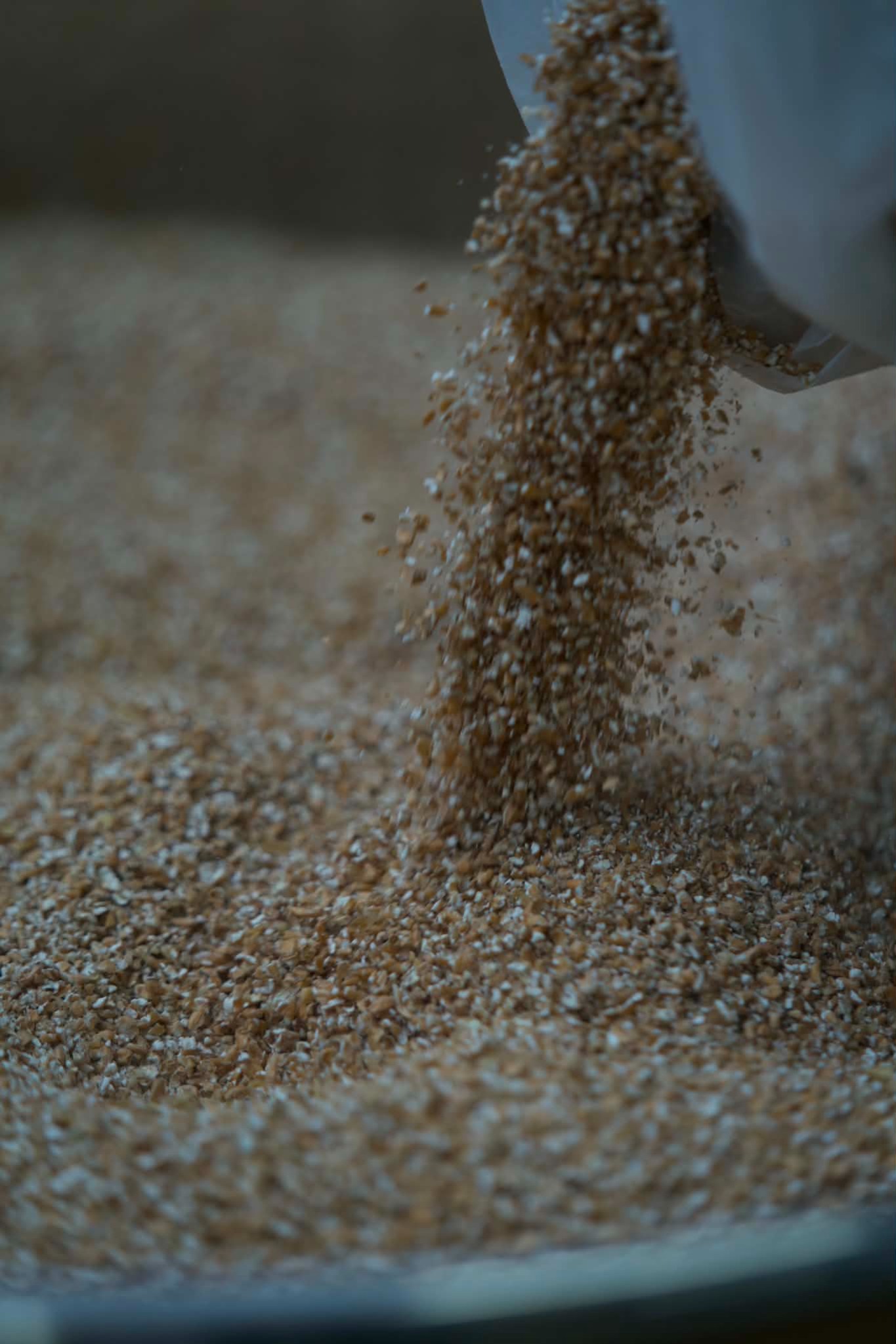 糖化用の寸胴へ投入される麦芽