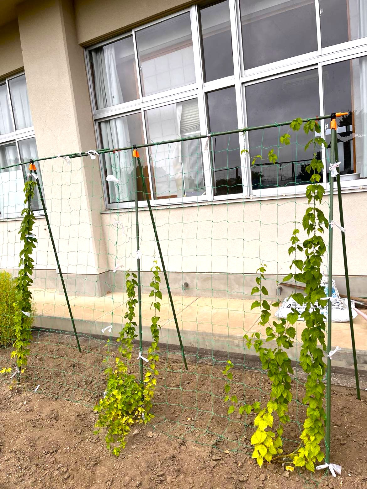 岩ケ崎高校の花壇に植えたホップ